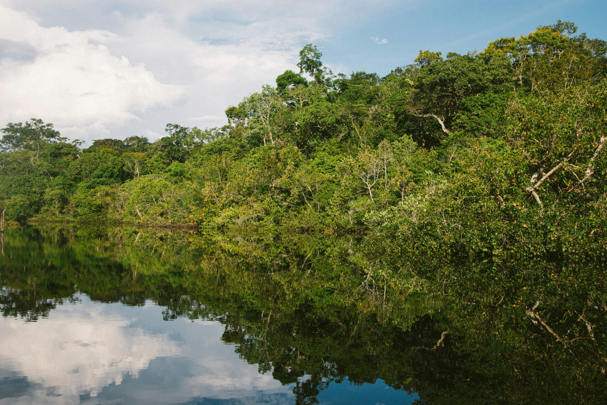 Amazonas Heimat der Diskusfische